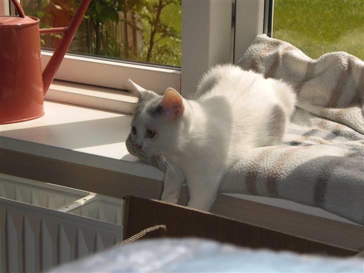 British Shorthair Kuzco billede 5