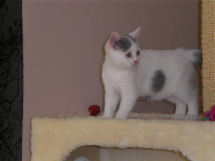 British Shorthair Kuzco billede 6