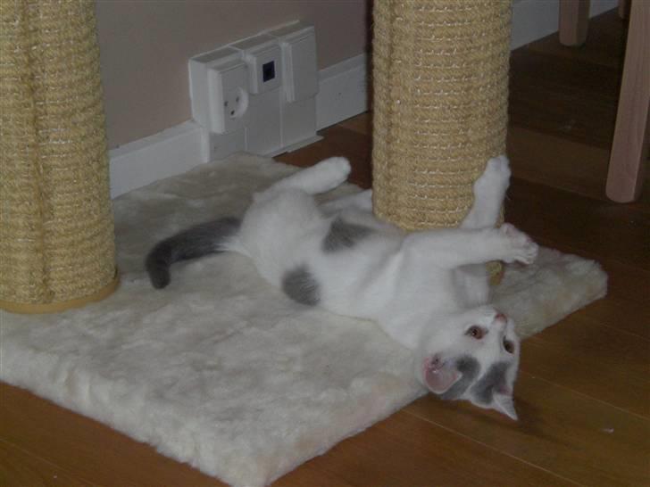 British Shorthair Kuzco billede 7