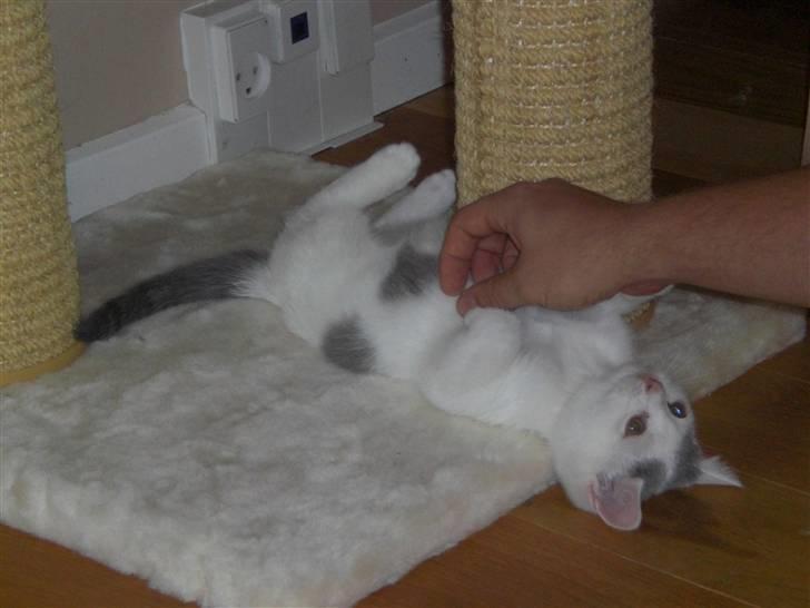 British Shorthair Kuzco billede 8