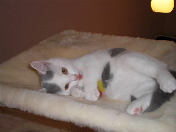 British Shorthair Kuzco billede 9