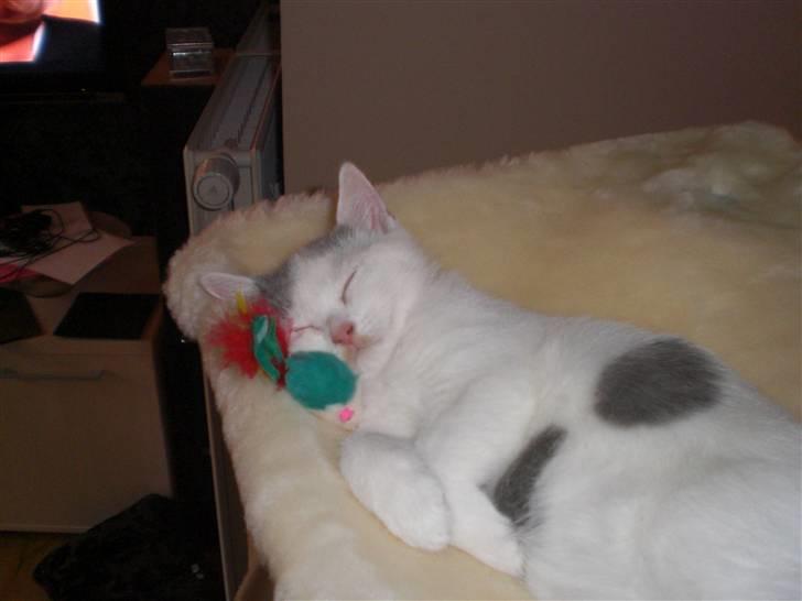 British Shorthair Kuzco billede 12