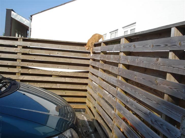 Huskat Kenzo billede 16