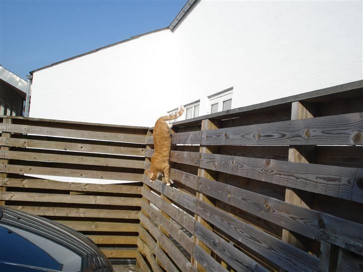 Huskat Kenzo billede 17