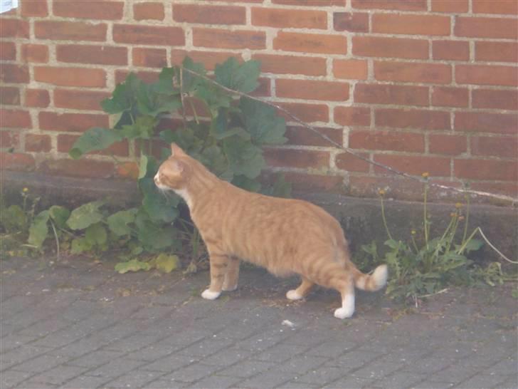 Huskat Kenzo billede 18