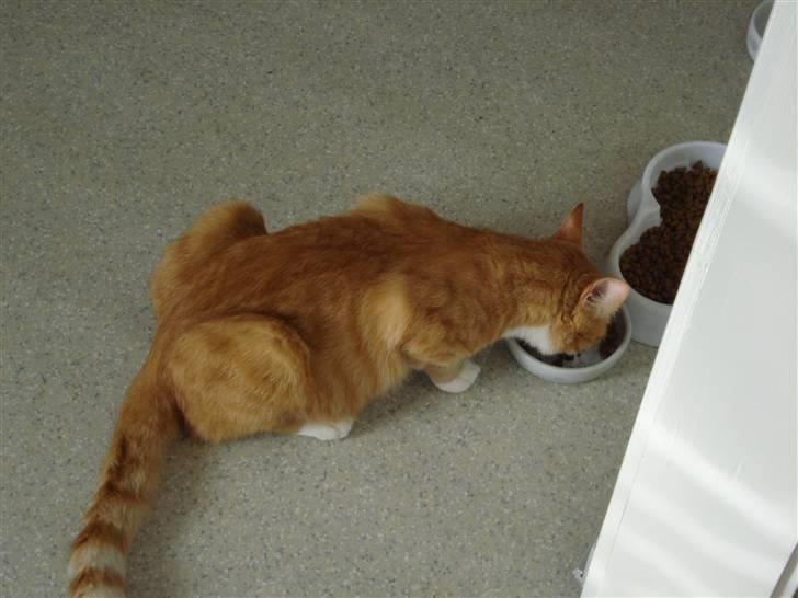 Huskat Kenzo billede 20