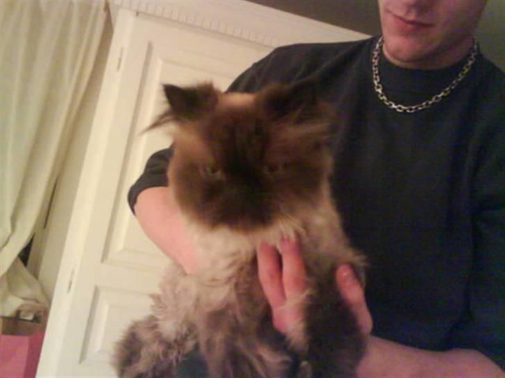 Colorpoint Elvis - Elvis og Danni...smil til fotografen Elvis...GG billede 1