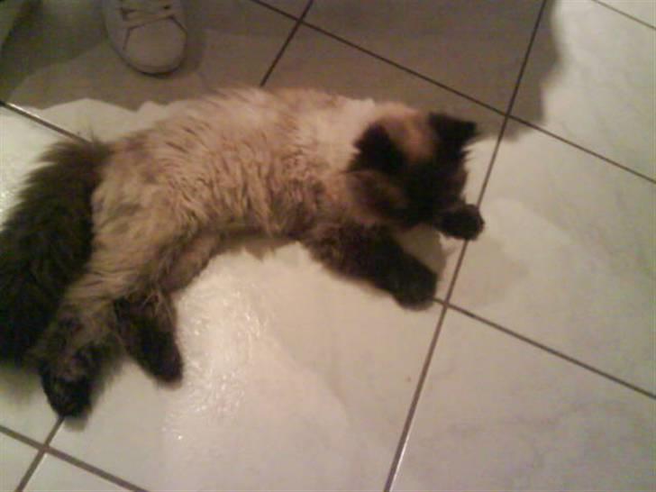 Colorpoint Elvis - Elvis ta´r en slapper billede 2