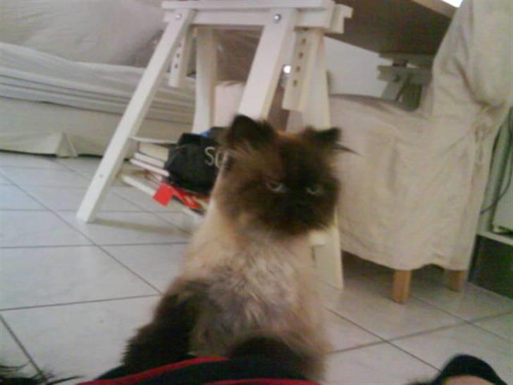 Colorpoint Elvis - Elvis har nedlagt moar.... billede 3