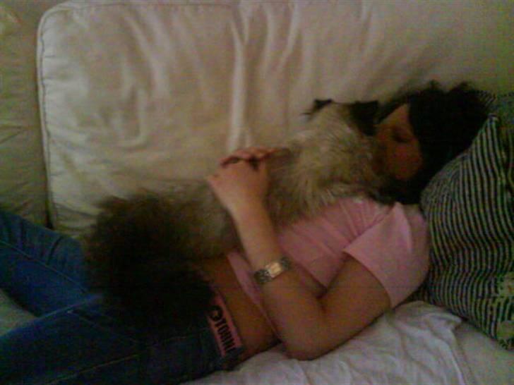 Colorpoint Elvis - Mor og Elvis i en puttestund....dejligt!! billede 4