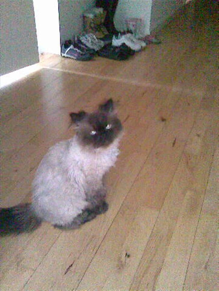 Colorpoint Elvis - elvis i klippet udgave, knap så lækker hehe... billede 5