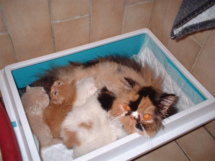 Perser la bool`s stinne - her er jeg med mine små killinger åhh , de er dejlige hi-hi billede 6