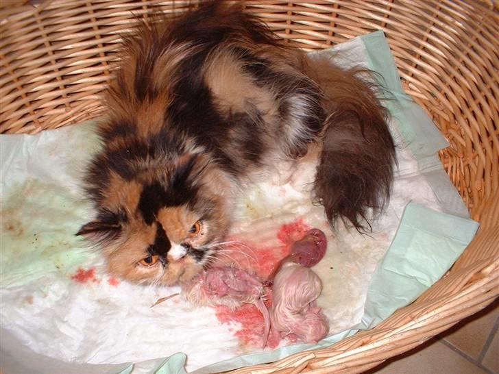 Perser la bool`s stinne - uha , ja så er der kommet en killing , søøød ikk billede 7