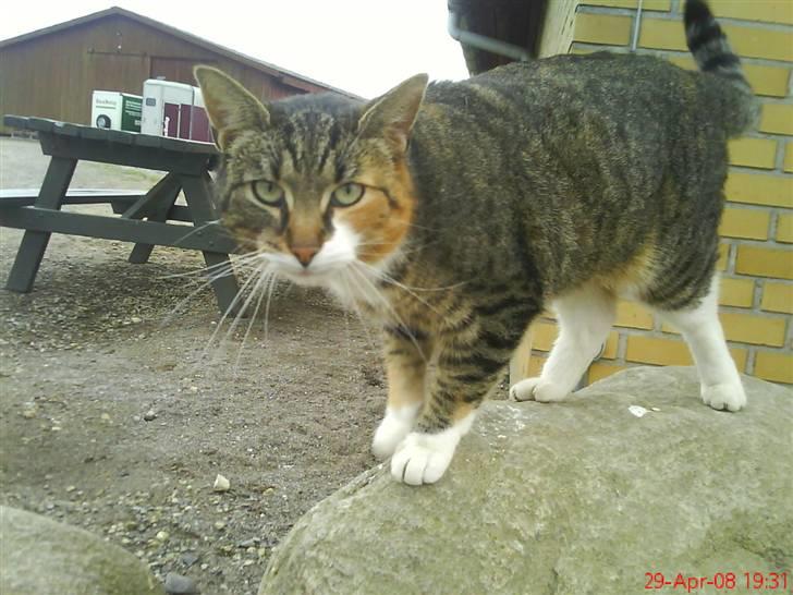 Blanding af racer Vonder - Er jeg ikke bare smuk? billede 1