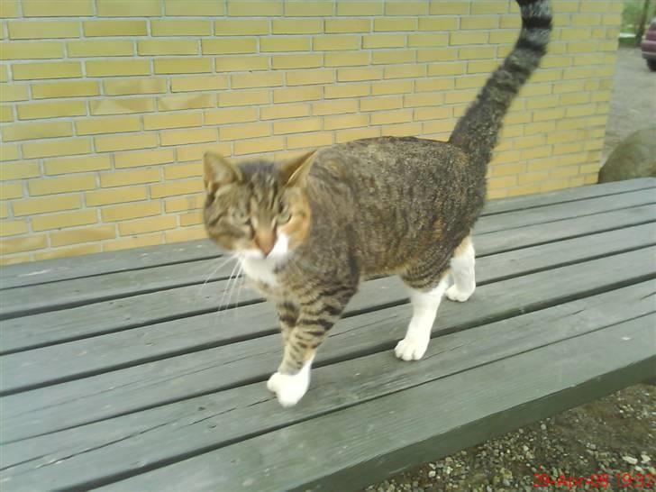 Blanding af racer Vonder - Hehe jeg kravler på bænken billede 2