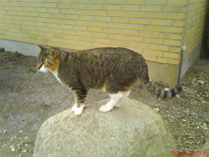 Blanding af racer Vonder - Det er godt der er udsigts sten.. billede 3