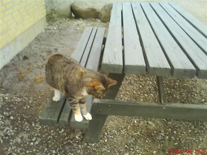 Blanding af racer Vonder - WOW billede 4