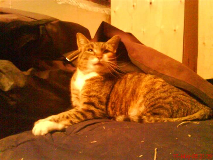 Blanding af racer Vonder - Årh slapper af billede 5