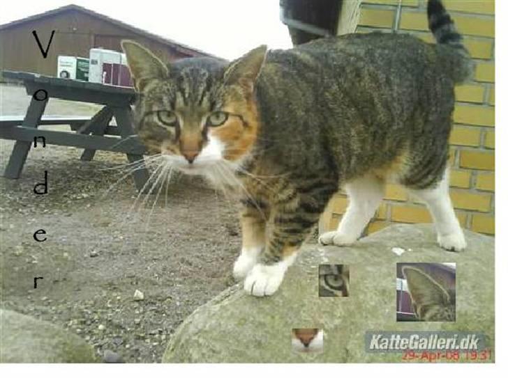 Blanding af racer Vonder billede 6