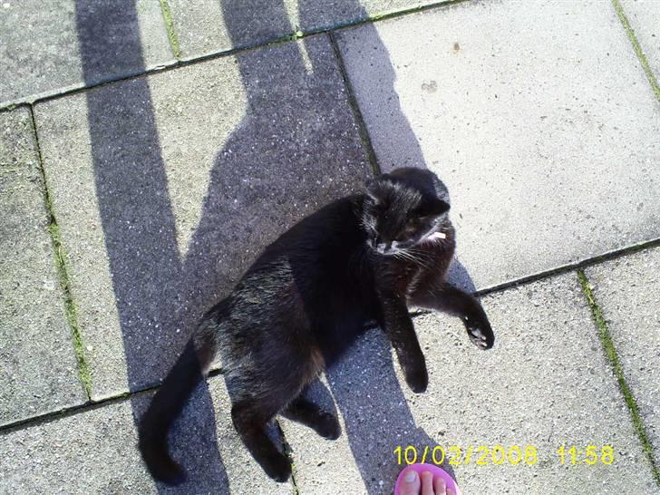 Huskat pjuske - Pjuske eksler og ligge udefor når det er så godt veje om sommen : ) billede 19