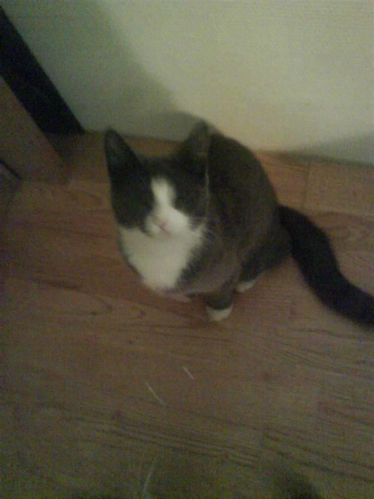 Huskat speedy hjælp mig hjem billede 16