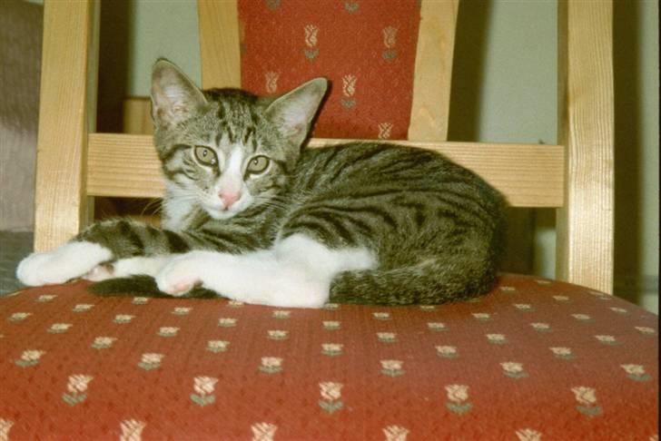 Huskat Oliver - Oliver da han var killing :) billede 14