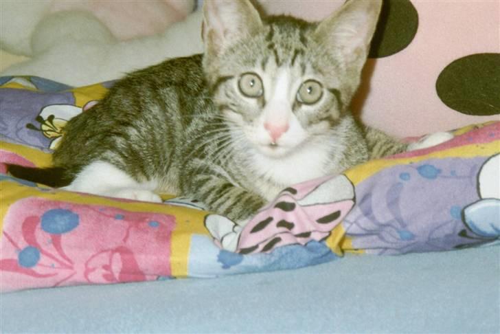 Huskat Oliver - Min dejlige Oliver <3 billede 15