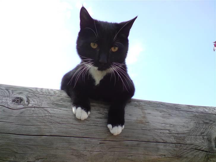 Huskat Shadow R.I.P billede 6