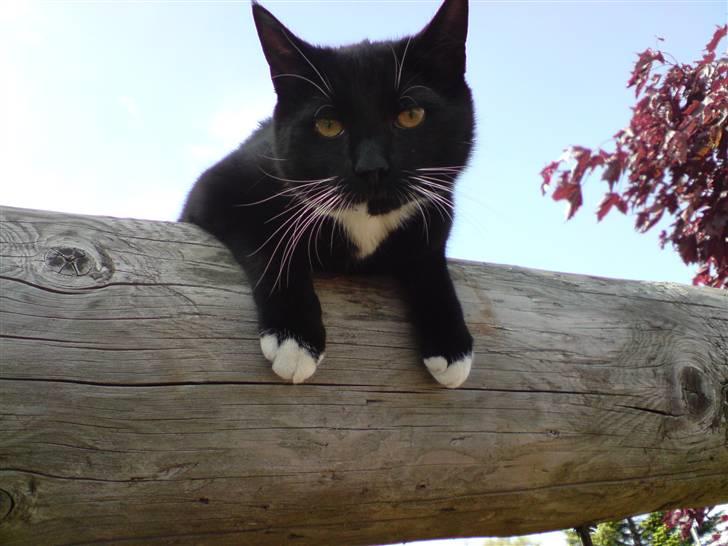 Huskat Shadow R.I.P billede 7