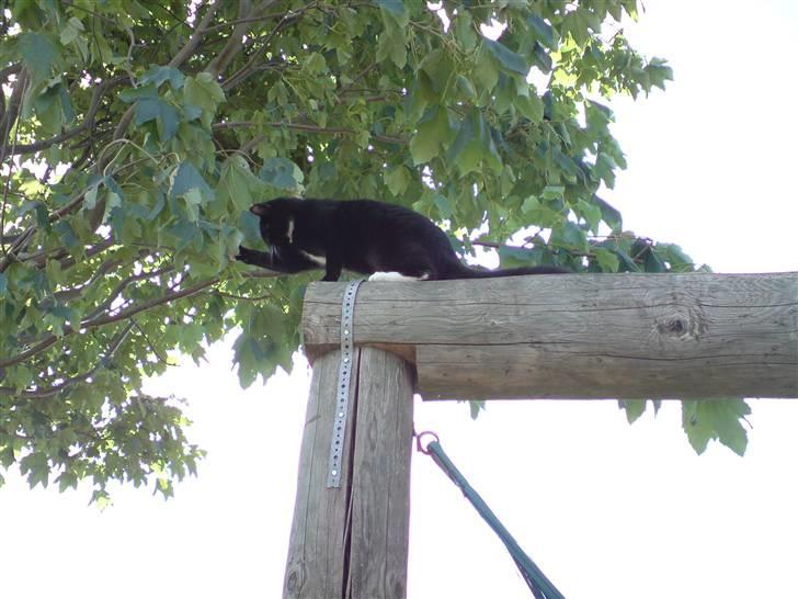 Huskat Shadow R.I.P billede 8