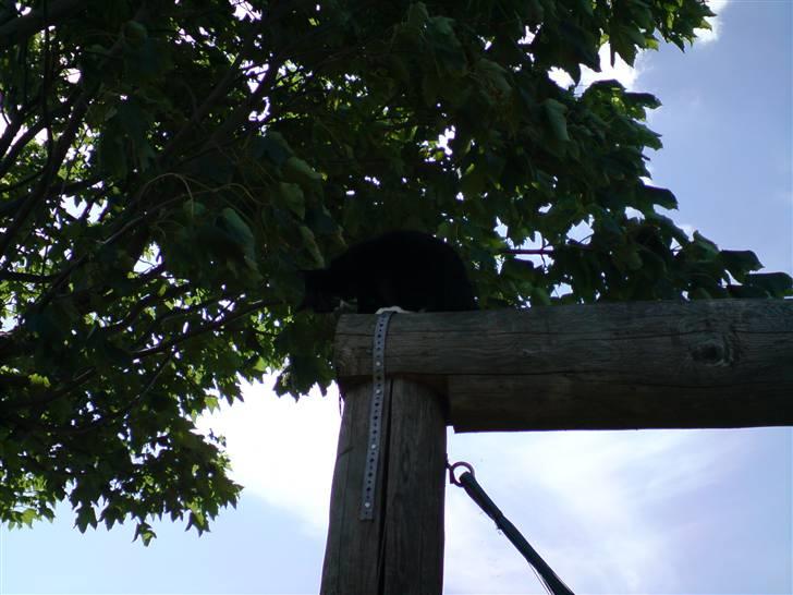 Huskat Shadow R.I.P billede 9