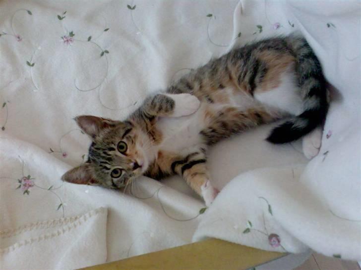 Huskat Holly - skønne Holly :) billede 1