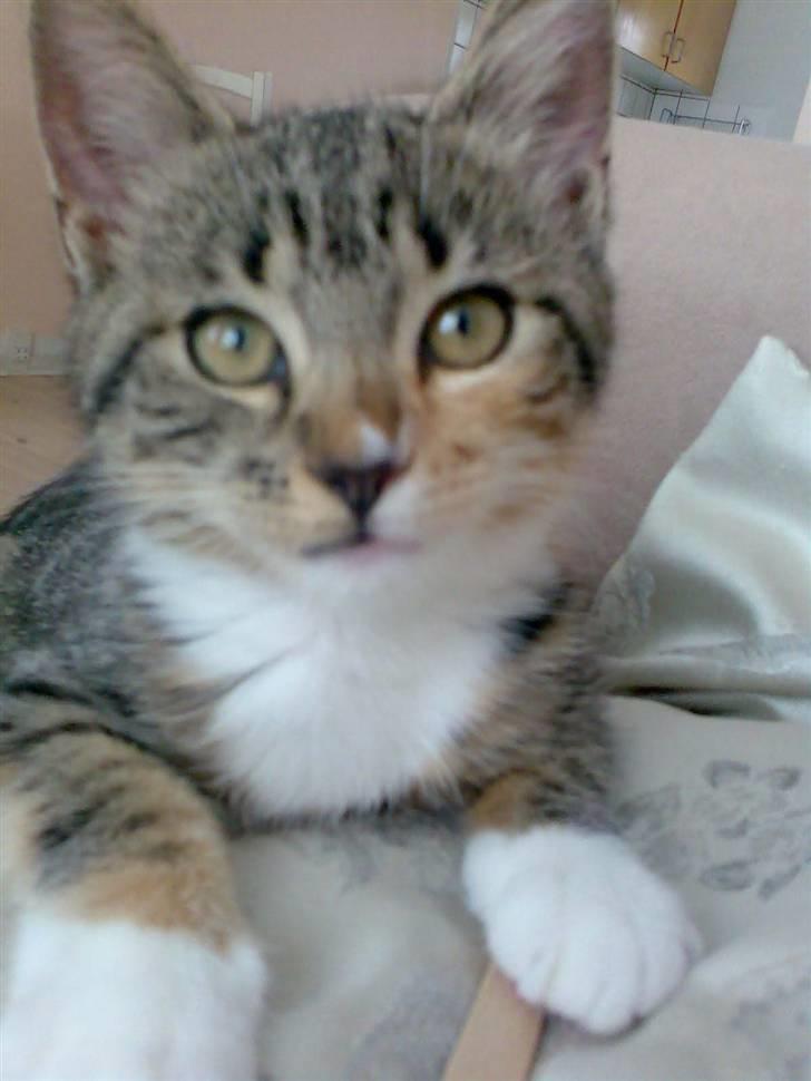 Huskat Holly - hvem kigger du på ??  billede 2