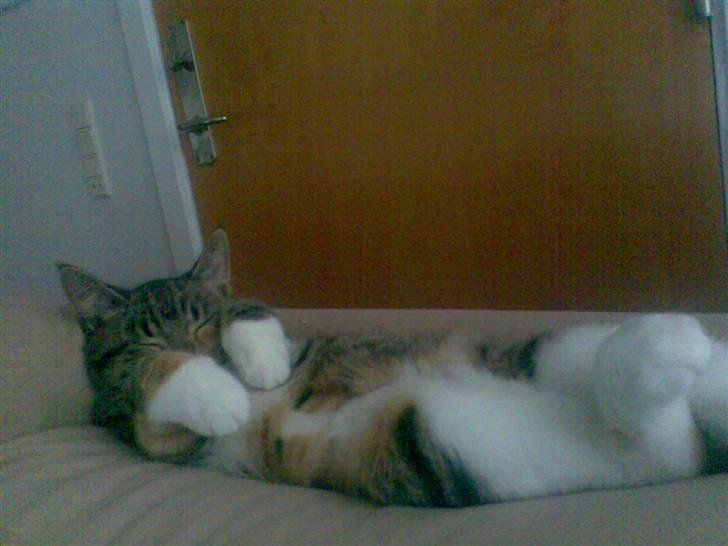 Huskat Holly - sovende Holly :) billede 3