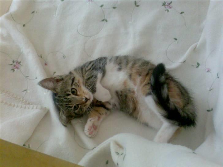 Huskat Holly - Holly som Killing billede 4