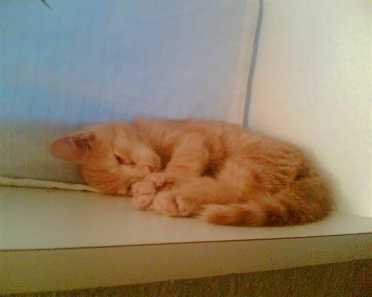 Huskat Tiger - Tiger som killing...åh! billede 1