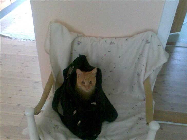 Huskat Tiger - Nysgerrige Tiger :) billede 2