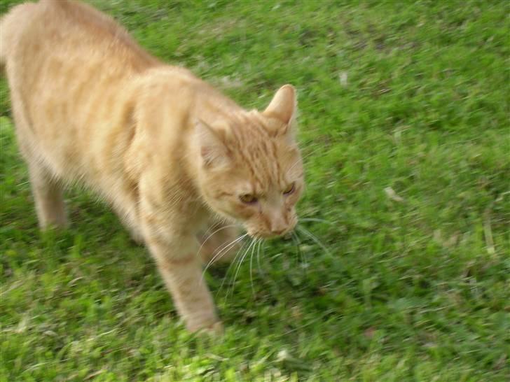 Huskat Tiger - frække Tiger på jagt :) billede 3