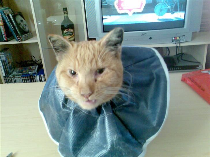 Huskat Tiger - tiger, der lige har været under kniven :( billede 4