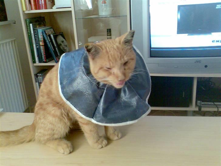 Huskat Tiger - Stakkels Tiger er træt .. billede 5