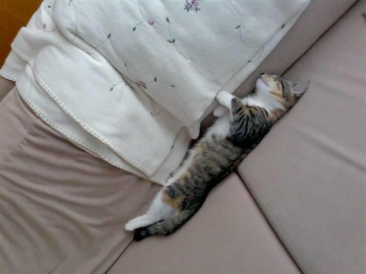 Huskat Holly - Smukke Holly :) billede 5