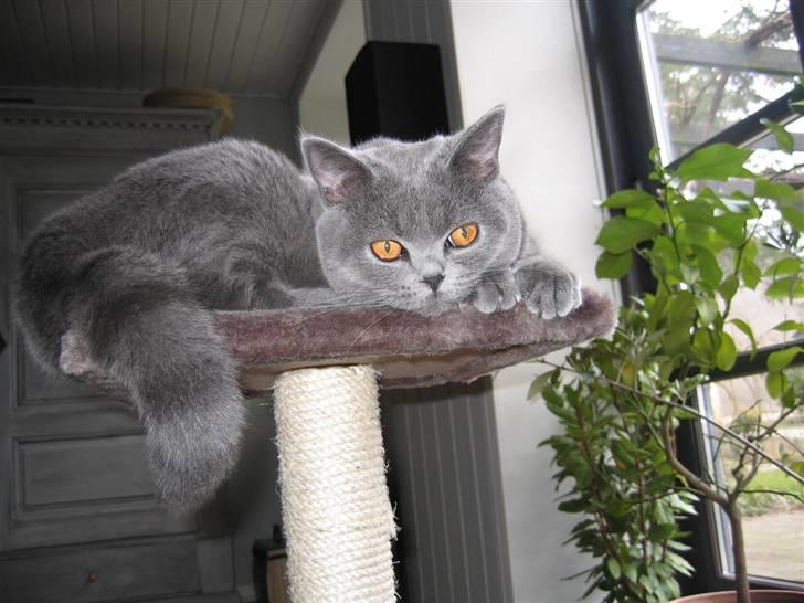 British Shorthair Blue Haven Sara Bella billede 1