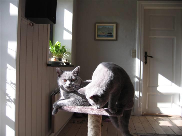 British Shorthair Blue Haven Sara Bella billede 4