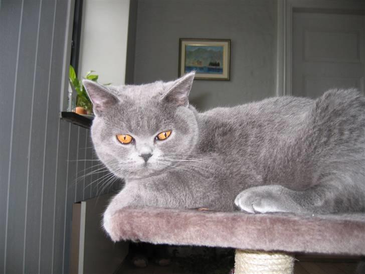 British Shorthair Blue Haven Sara Bella billede 5