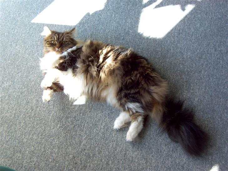 Maine Coon chilli billede 4