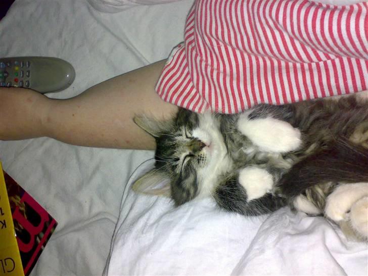 Blanding af racer Frk. Olsen - Så er der tid til en lille lur. på mors arm.  billede 1