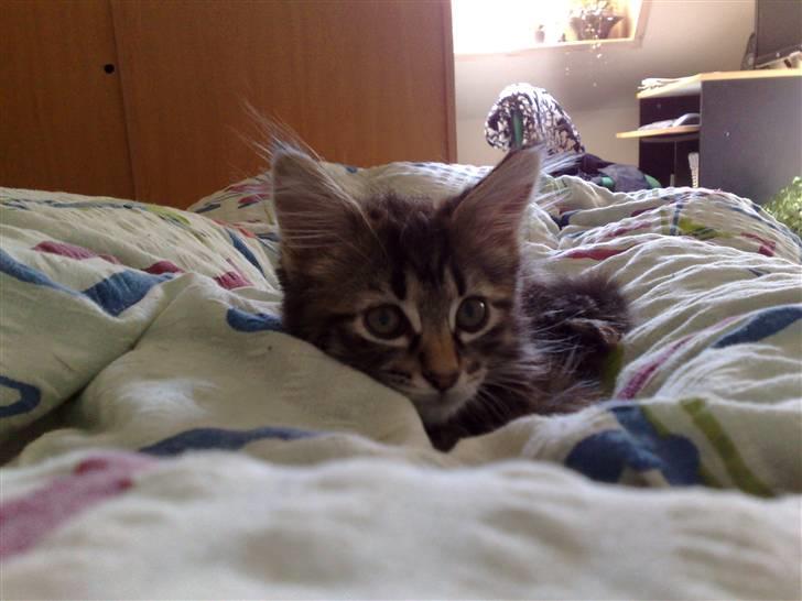 Norsk Skovkat Felix billede 9