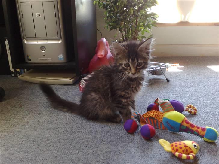 Norsk Skovkat Felix billede 10