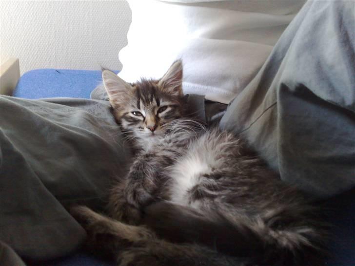 Norsk Skovkat Felix billede 11