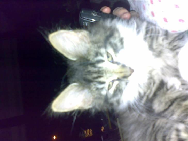 Blanding af racer Frk. Olsen - Er jeg ikke lækker billede 2